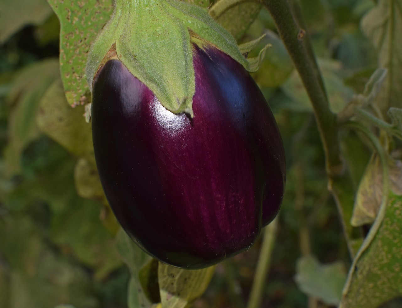 Quels sont les conseils pour cultiver les aubergines et obtenir une récolte abondante ?