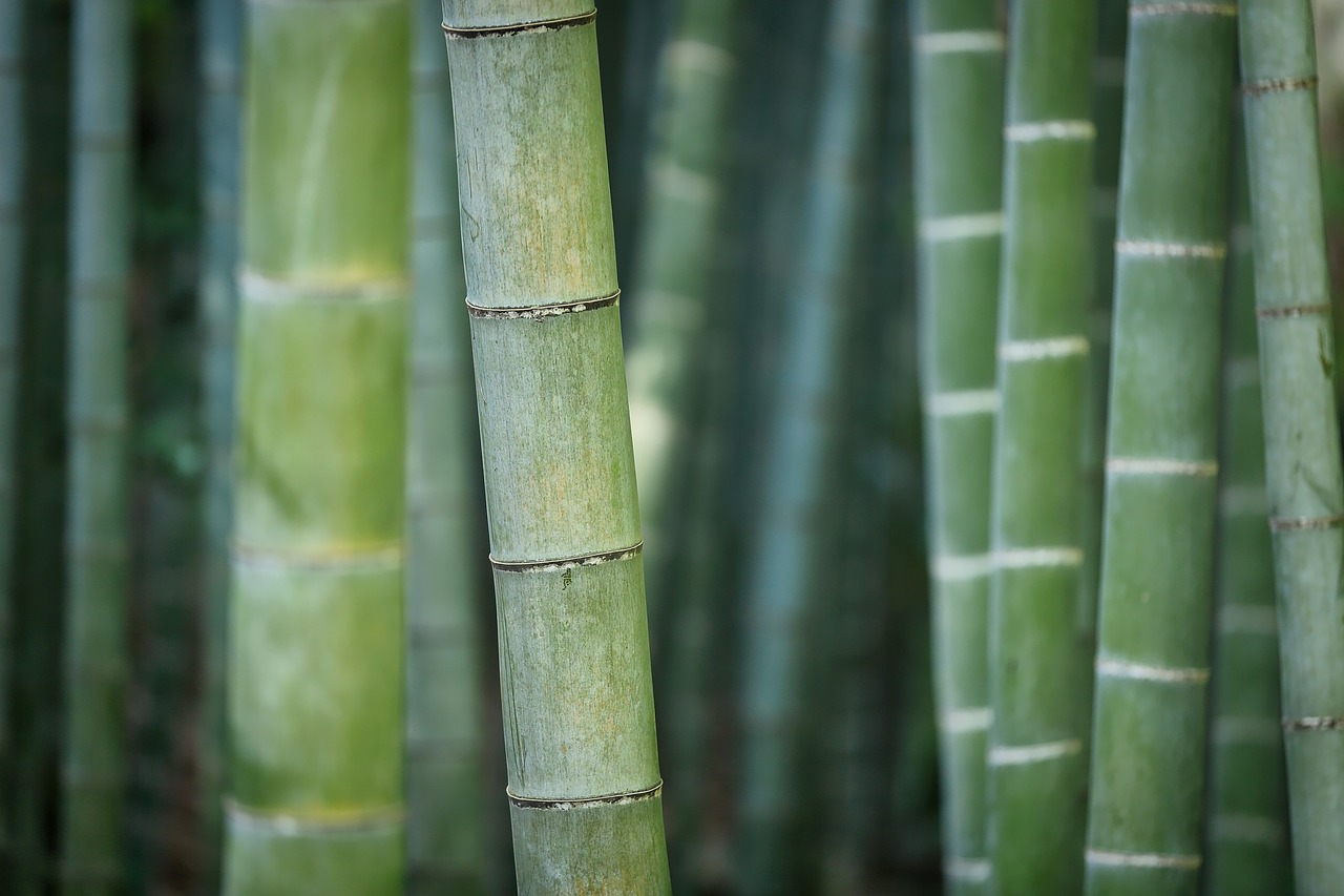 Quels sont les avantages d'un brise-vue en bambou dans votre jardin ?