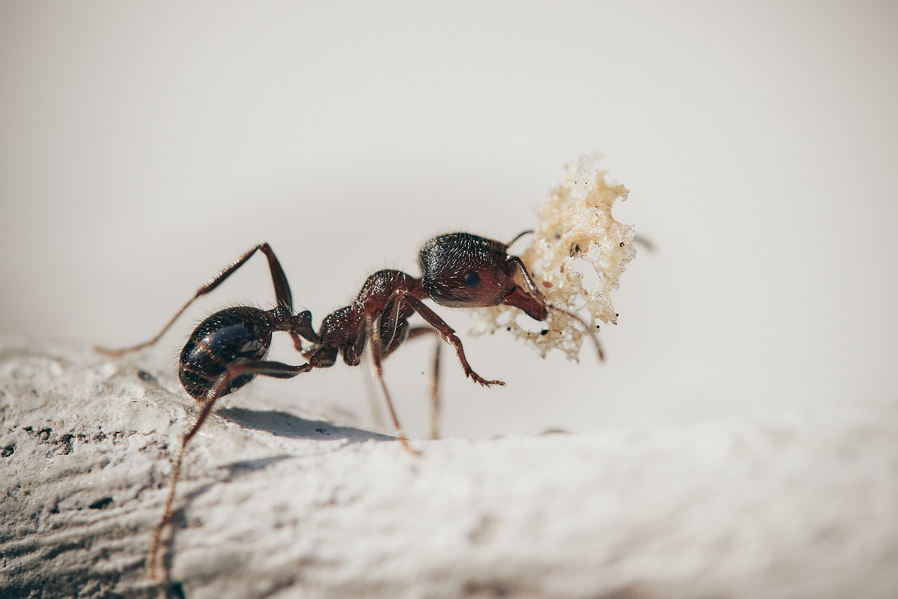 Comment se débarrasser des fourmis dans le potager : Solutions naturelles